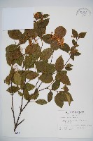 紅子莢迷藏品圖，第1張