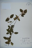 紅子莢迷藏品圖，第1張