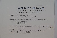 紅子莢迷藏品圖，第2張