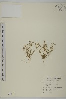 瓜槌草、漆姑草藏品圖，第1張
