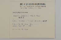 瓜槌草、漆姑草藏品圖，第2張