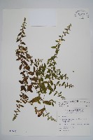 盾果草藏品圖，第1張