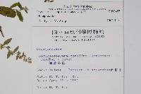 盾果草藏品圖，第2張