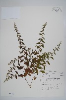 盾果草藏品圖，第1張