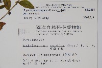 盾果草藏品圖，第2張