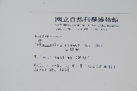 長春花藏品圖，第2張