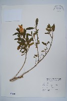 長春花藏品圖，第1張