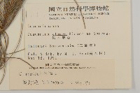 木麻黃藏品圖，第2張