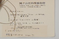 木麻黃藏品圖，第2張