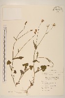 紫背草藏品圖，第1張