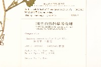 紫背草藏品圖，第2張