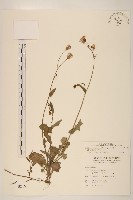 紫背草藏品圖，第1張