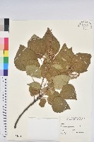 野桐藏品圖，第1張