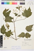 串鼻龍藏品圖，第2張