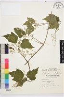 串鼻龍藏品圖，第1張