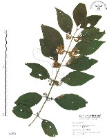 杜虹花，台灣紫珠藏品圖，第1張