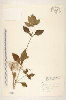 金腰箭藏品圖，第1張