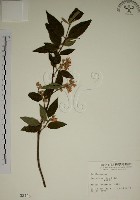 大葉溲疏藏品圖，第1張