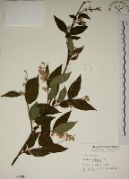 大葉溲疏藏品圖，第1張