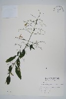 穿心蓮藏品圖，第1張