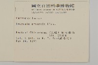 大爪草藏品圖，第2張