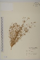 大爪草藏品圖，第1張