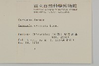 大爪草藏品圖，第2張