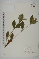 南美蟛蜞菊、三裂葉蟛蜞菊藏品圖，第1張