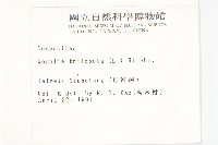 南美蟛蜞菊、三裂葉蟛蜞菊藏品圖，第2張