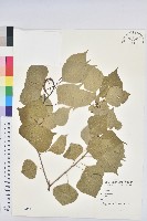 烏臼藏品圖，第1張