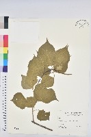 烏臼藏品圖，第1張