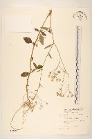 一枝香藏品圖，第1張