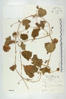 青牛膽藏品圖，第1張