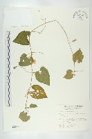 青牛膽藏品圖，第1張