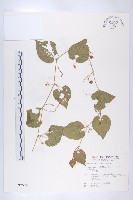 青牛膽藏品圖，第1張