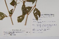 日本牛膝藏品圖，第2張