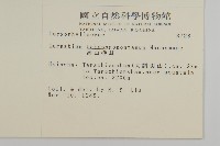 高山卷耳藏品圖，第2張