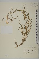 長萼瞿麥藏品圖，第1張