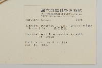 長萼瞿麥藏品圖，第2張