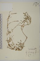 長萼瞿麥藏品圖，第1張