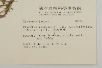 長萼瞿麥藏品圖，第2張