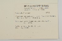 長萼瞿麥藏品圖，第2張