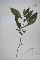 腺萼馬藍藏品圖，第1張