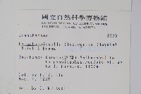 腺萼馬藍藏品圖，第2張