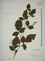 波葉山螞蝗藏品圖，第1張