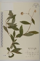 大頭艾納香藏品圖，第1張