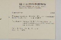 大頭艾納香藏品圖，第2張