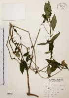 臺灣鱗球花藏品圖，第1張