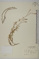 長萼瞿麥藏品圖，第1張