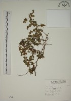小葉黃鱔藤藏品圖，第1張